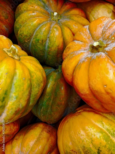 Various pumpkins. Round and long autumn fruits. Farm products. Ripe harvest.