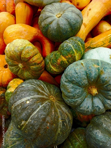 Various pumpkins. Round and long autumn fruits. Farm products. Ripe harvest.