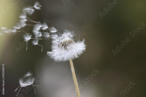 Pusteblumen mit fliegendem Samen