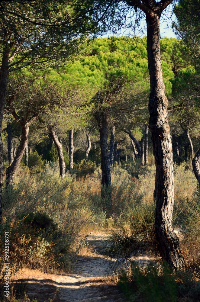 Fototapeta premium Pinares de Mazagón, Huelva