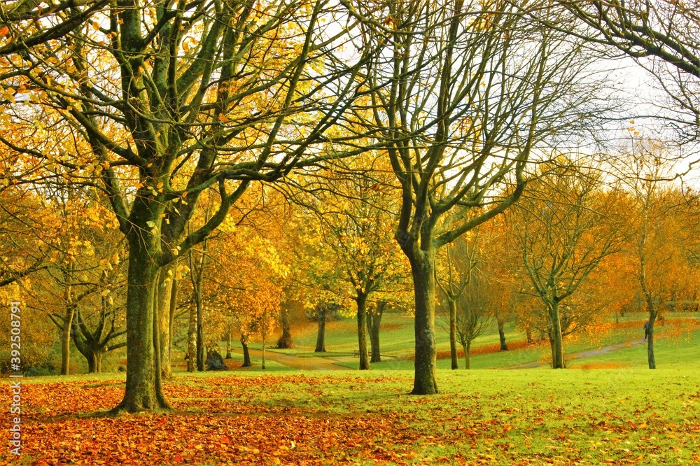 autumn trees in the park