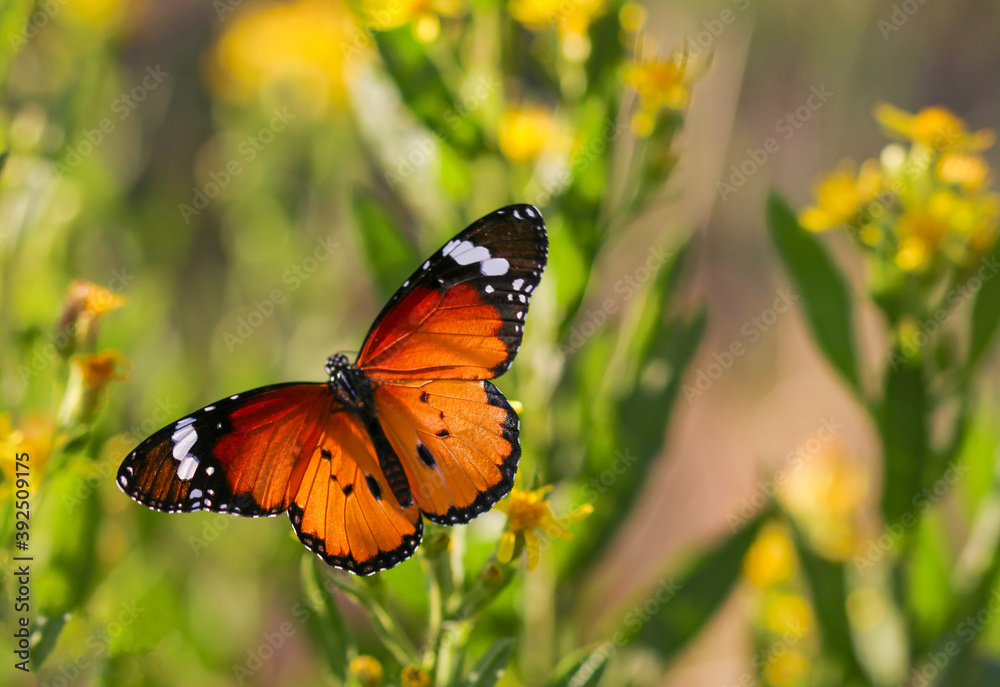 Sultan butterfly on plant ; Danaus chrysippus butterfly