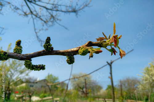 Spring tree branch