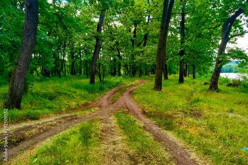 Forest paths