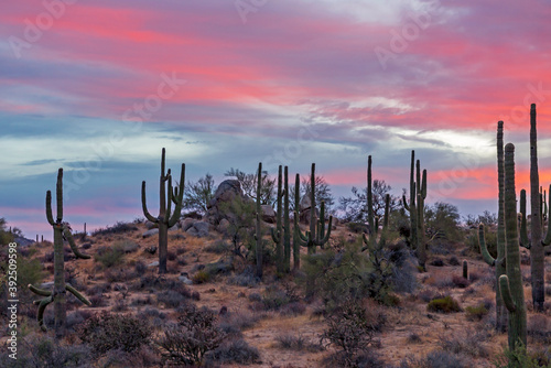 Stand of Saguaro cactus at Surise time near Phoenix