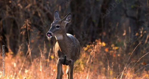a lone young deer is alert for danger as its ears swivel on a fall day at sunset