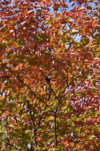 Kousa dogwood autummn leaves   Cornaceae deciduous tree