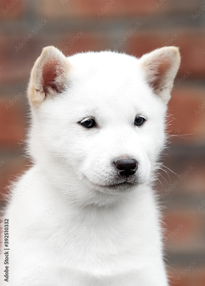 portrait of hokkaido puppy on brick wall background