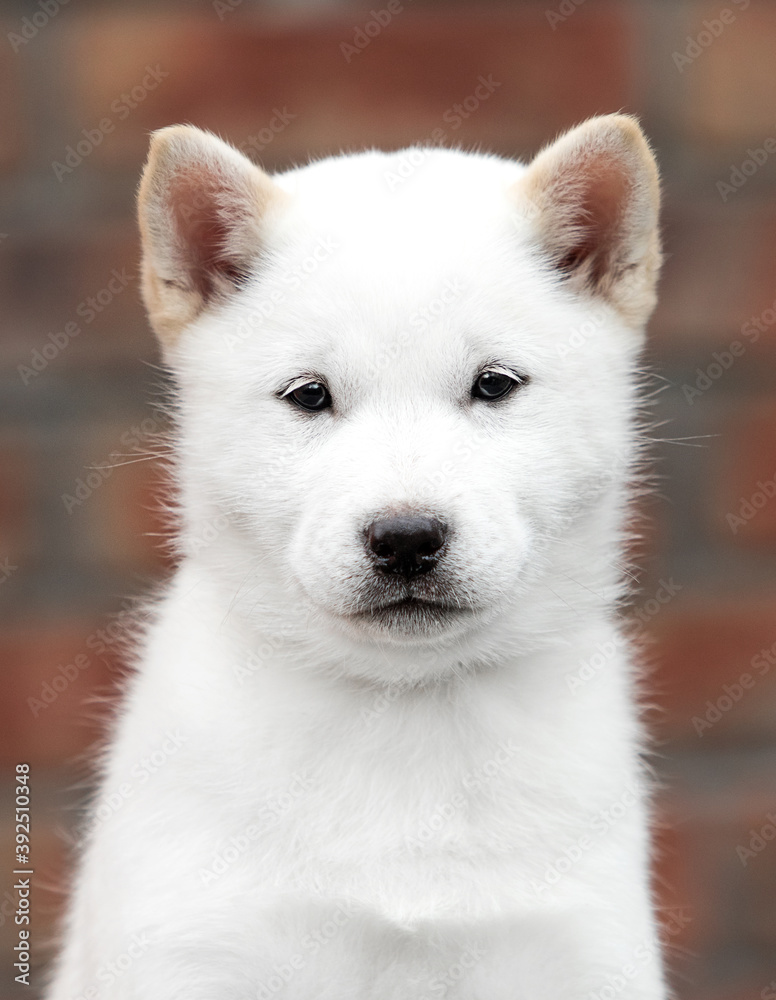 hokkaido puppy on brick wall background