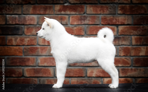 hokkaido puppy stands against a brick wall background