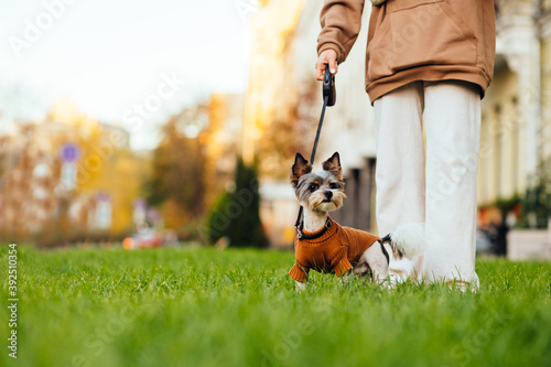 Cute female biewer terrier in a woman on a leash stands on the lawn and looks away. Walk with a cute little dog on the grass on the street.