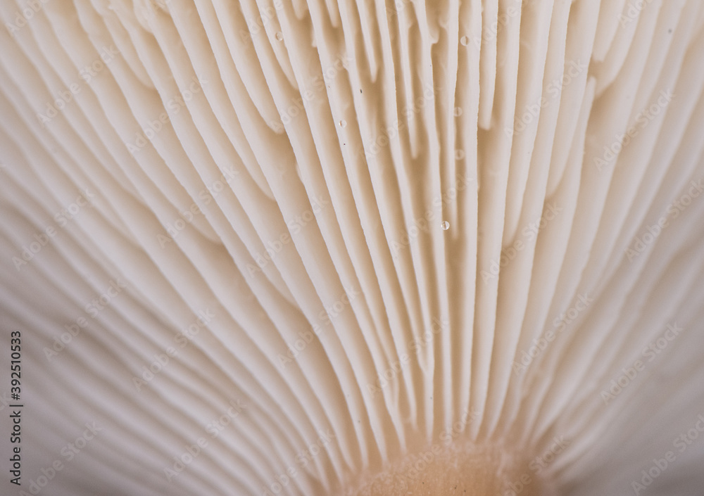 Clitocybe costata small mushroom of dark brown color on top and foot as well as cream-white in sheets on forest ground Clitocybe costata small mushroom of dark brown color on top and foot as well as cream-white in sheets on forest ground