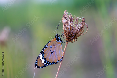 Sultan butterfly on plant ;...