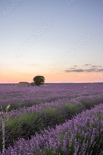 Lavender fields in Brihuega  Spain