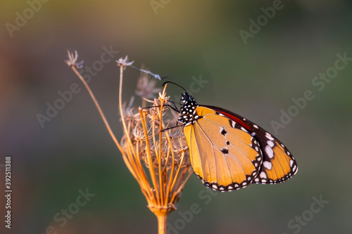Sultan butterfly on plant ;...