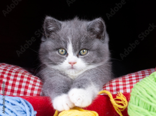 British bicolor kitten, gre...