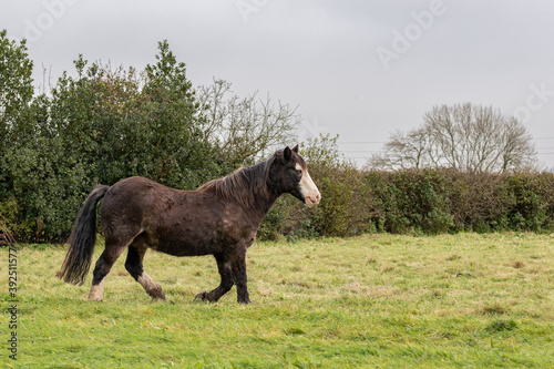 Fotografie Beautiful Gypsy Vanner horse standing on the field