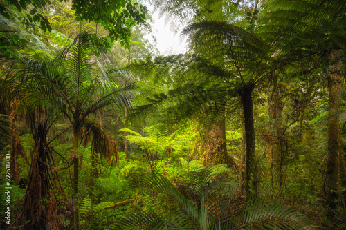 Rainforest in Northland  New Zealand