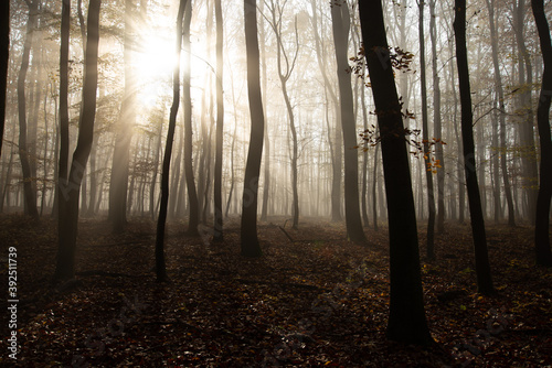 Misty forest in November morning