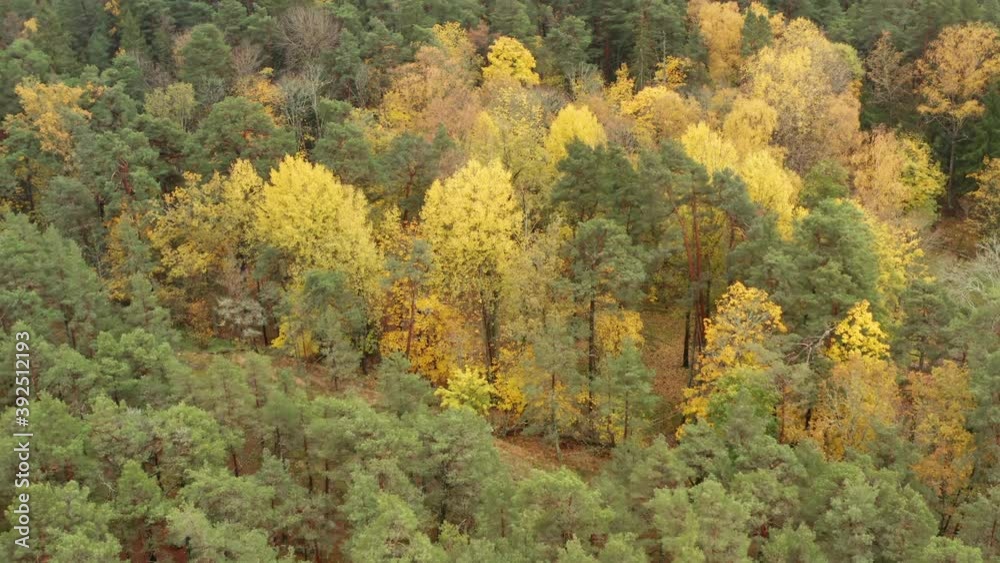 Forest in autumn in drone shot. Green pine trees and yellow orange broadleaf deciduous trees Forest in autumn in drone shot. Green pine trees and yellow orange broadleaf deciduous trees