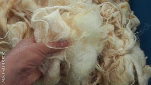 sheep wool for wool pillow and quilt,