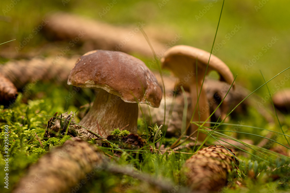 Fototapeta premium mushrooms on the moss in forest
