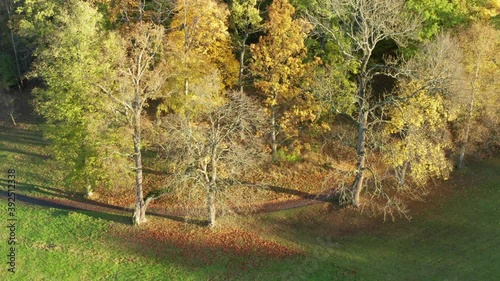 Trees in sunlight in fall. Slow moving drone shot flying backwards. Mixed forest tree oak pine maple lerch and autumn colored leaves on forest floor. Sunrise light and green park field in Sweden photo