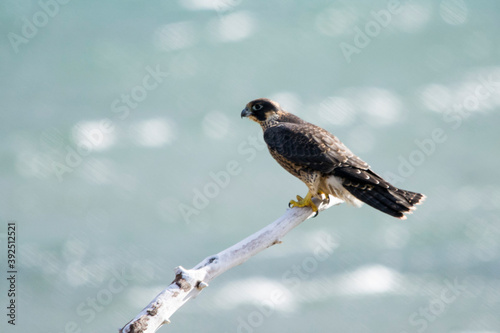 Peregrine Falcon (Falco peregrinus)