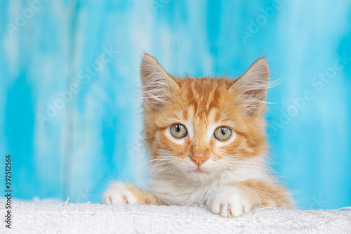 Cute orange kitten
