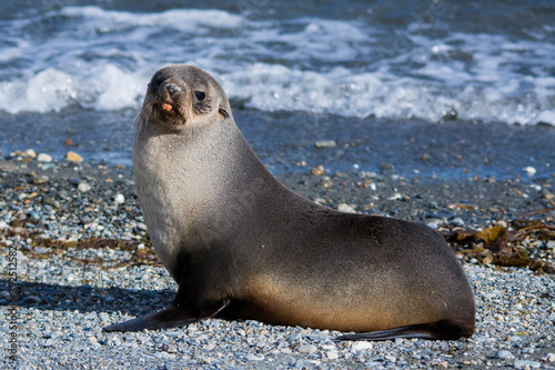 South American fur seal (Arctocephalus australis)