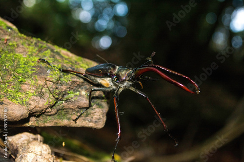 Darwin's beetle (Chiasognathus grantii)