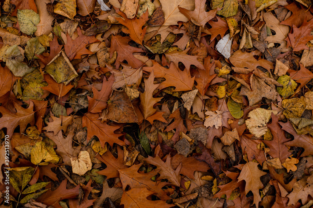 Fallen leaves in late autumn lie on cold ground. Golden autumn. Yellow leaves. View from above. Autumn. Background. Fallen leaves in late autumn lie on cold ground. Golden autumn. Yellow leaves. View from above. Autumn. Background.