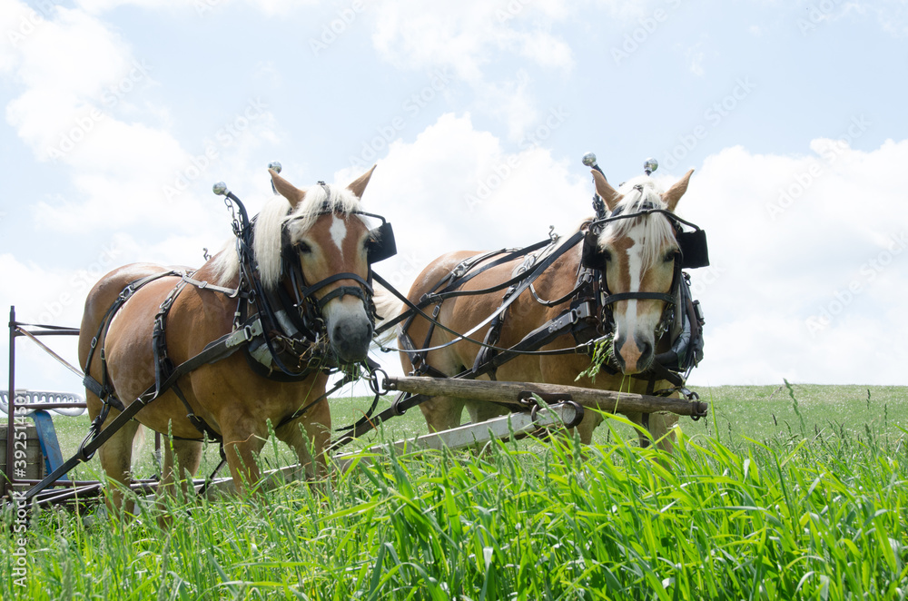Haflinger team pulling plow