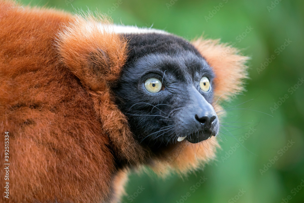 Fototapeta premium red ruffed lemur looking away