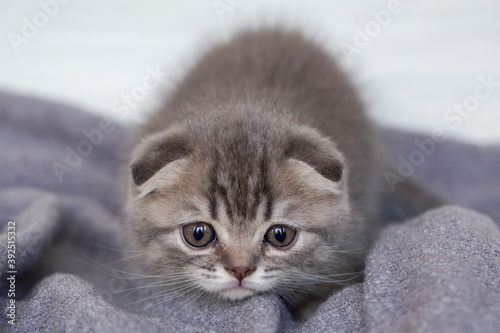Scottish fold kitten silver