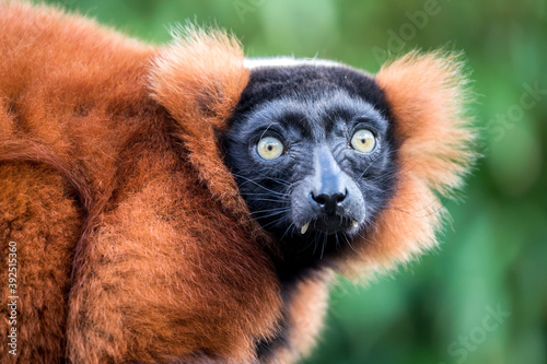 red ruffed lemur looking at camera