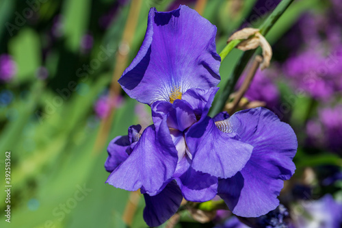 Fototapeta Naklejka Na Ścianę i Meble -  Close-up of violet iris flower in the summer garden
