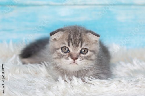 Scottish fold kitten silver