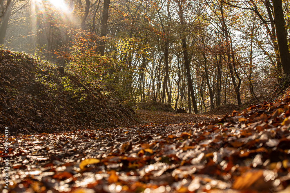 Autumn forest with sunbeams in Pilis near Devil's Mill Waterfall. Autumn forest with sunbeams in Pilis near Devil's Mill Waterfall.