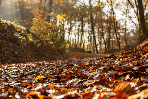 Autumn forest with sunbeams in Pilis near Devil's Mill Waterfall.