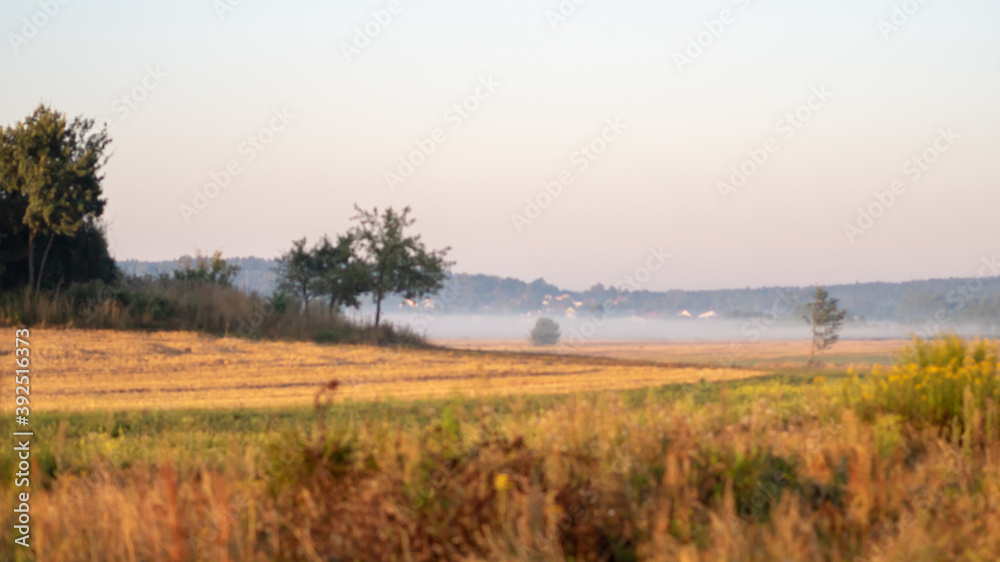 Lekka mgła nad Polskimi łąkami 