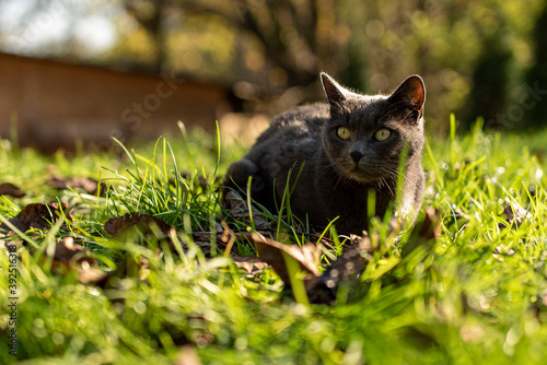 Domestic gray cat resting on the green grass with some autumn tree leaves.