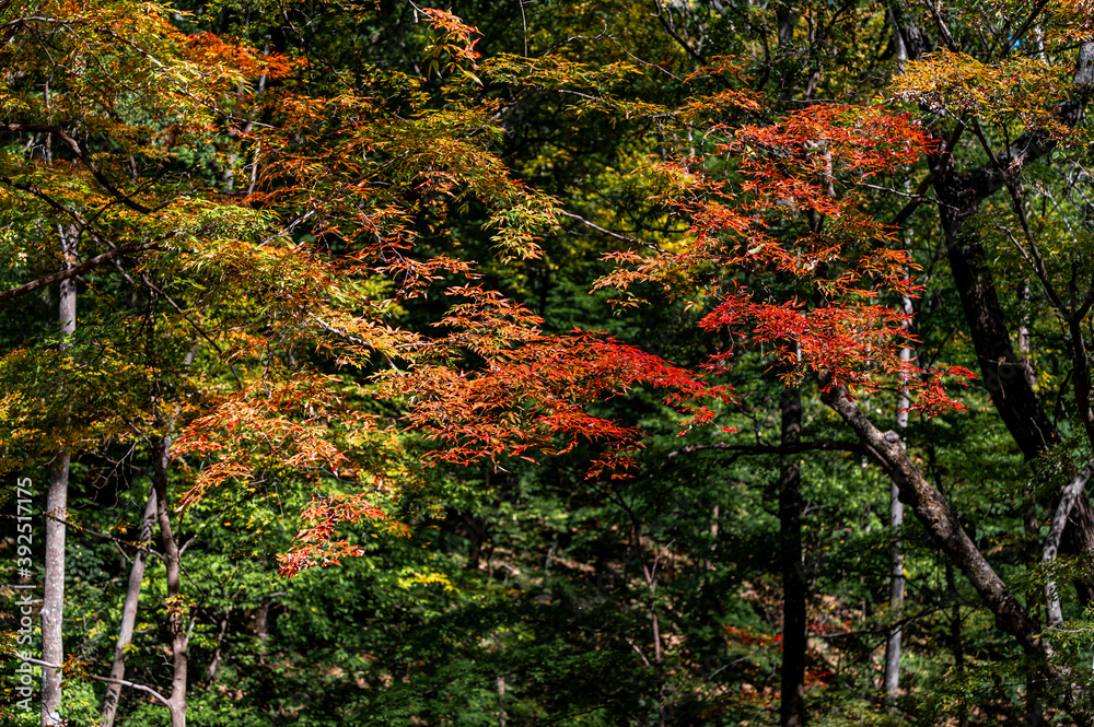Autumn October, Jilin Jiaohe Red Leaf Valley Red Leaf Landscape Autumn October, Jilin Jiaohe Red Leaf Valley Red Leaf Landscape