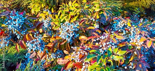 Blue berries on a background of colorful leaves. Yellow. orange, red and green leaves. A dense bush. Botanical background.