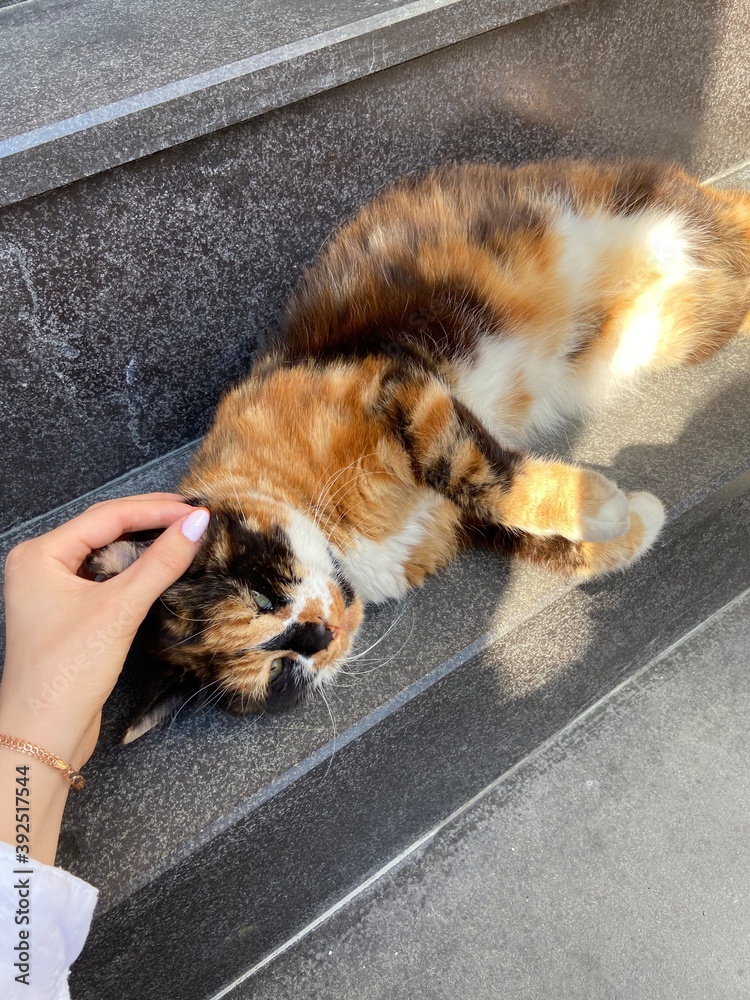cat on the street