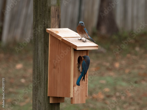 Bluebirds on their house
