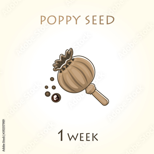 Stages of development of pregnancy, the size of the embryo for weeks. Human fetus inside the uterus. 1 week of 42 weeks of pregnancy. Vector illustrations poppy seed