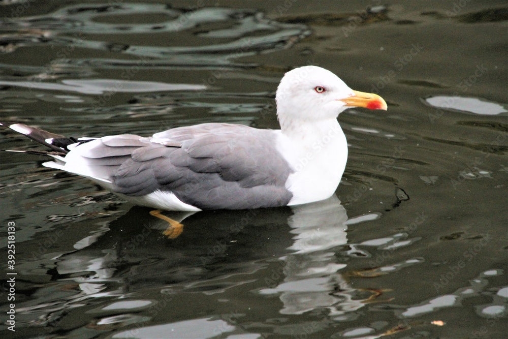 A Herring Gull on the water