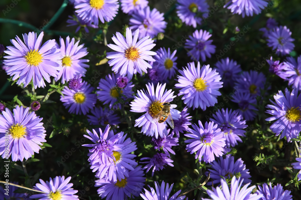 Purple flowers and bee Purple flowers and bee
