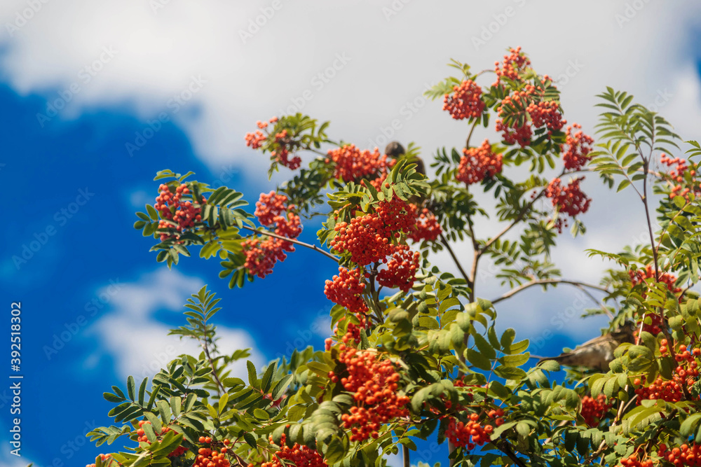 Twigs of rowan tree with bunches red ripe berries against the sky Twigs of rowan tree with bunches red ripe berries against the sky